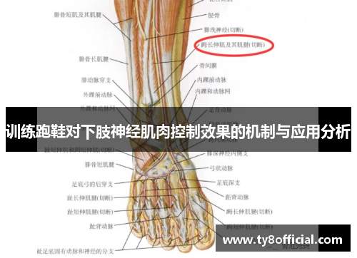 训练跑鞋对下肢神经肌肉控制效果的机制与应用分析